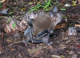 Variance partitioning showed that host species composition explained 14.9% and environmental characteristics explained 10.3% of the variance in bat fly species dissimilarity. Short Tailed Bats And A Conservation Dilemma Rnz