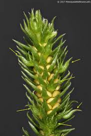 Image result for Huperzia bampsiana