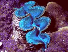 Image result for Tridactyle tridentata