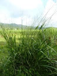 Image result for Panicum eickii