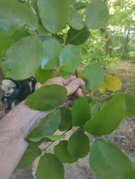 Image result for Intsia