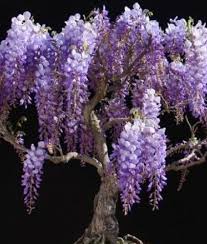 Image result for Bolusanthus