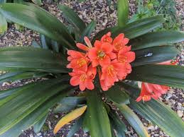Image result for clivia