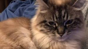 The term snow tiger was coined for the similarity in look of the lynx pointed siamese cats and the siberian tigers. Everything You Want To Know About Pointed Cat Colors Life Cats