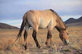 Study Sheds New Light On The Origins Of The Modern Horse The Horse