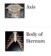 Pin On Anatomy Physiology