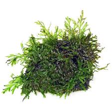 Image result for Crepidomanes chevalieri