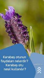 Karabas Otunun Faydalari Nelerdir Karabas Otu Nasil Kullanilir Otlar Bitki Lavanta