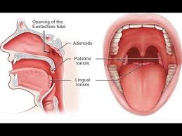 Image result for tonsilla palatina