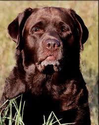 Check out our chocolate lab puppy selection for the very best in unique or custom, handmade pieces from our blank cards shops. Pin On Dog Eat Dog World