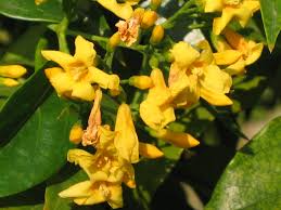 Image result for Gelsemiaceae