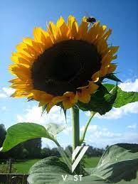 Yup, bunga matahari jenis ini merupakan salah satu jenis bunga matahari raksasa. Jual 15 Bunga Matahari Raksasa Tunggal Kuning Benih Biji Import Uk Giant Single Yellow Sunflower Seeds Di Lapak Vast Bukalapak