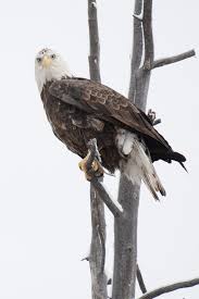 Birds Of Prey Box Office Tracking Wildlife Picture Of Eagle Eyes Outdoorsconnected Com Pet Portraits Photography Fishing Photography Eagle