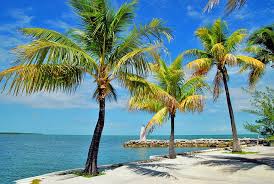 Island pet veterinary hospital is committed to becoming the most trusted and respected pet care provider in our community. 11 Top Rated Attractions Things To Do In The Florida Keys Planetware