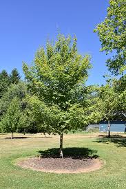 Image result for bigtooth maple
