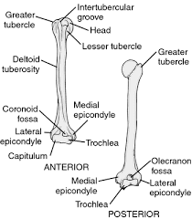 Humerus Definition Of Humerus By Medical Dictionary In 2020 Medical Dictionary Anatomy Bones Medical