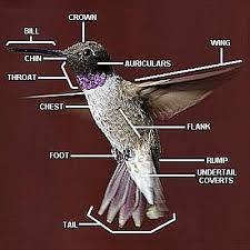 parts of a hummingbird anatomy diagram