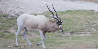 The addax antelopes are herbivorous in nature where they feed extensively on desert vegetation like herbs, grasses, and bushes. Petition Critically Endangered Addax Antelope Urgently Need Your Protection Now