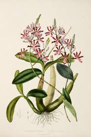Image result for Orchidaceae