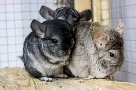 Chinchillas are fun pets and they are complete fur balls. How Much Do Chinchillas Cost A Complete Cost Breakdown 2021 Thepetsavvy Com