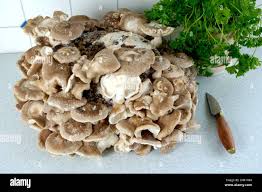 Image result for Lentinus edodes