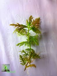 Image result for Hygrophila spiciformis