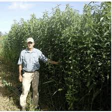 Image result for Crotalaria juncea