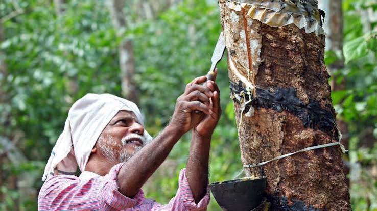 Rising rubber imports threaten Indian farmers amidst domestic production increase | Mathrubhumi English