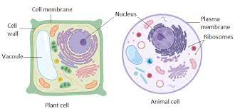 Plant cell walls are primarily made up of cellulose, fungi cell walls what is the definition of cell wall for kids? Give Reasons For The Following Plant Cells Are More Class 11 Biology Cbse