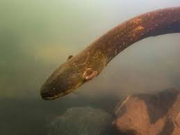 New Electric Eel Species Produces Strongest Animal Shock