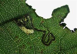 Image result for Stigmella floslactella