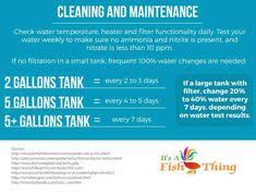 Maintaining Your Betta Tank Betta Fish Care Fish Care Betta Fish