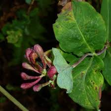 Image result for Caprifoliaceae