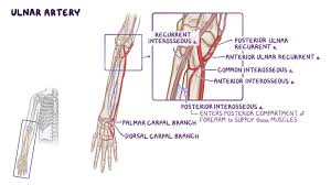 The forearm is a mass of some 20 different muscles. Vessels And Nerves Of The Forearm Osmosis