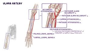 There are many muscles in the forearm. Vessels And Nerves Of The Forearm Osmosis