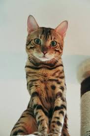 Then discover suggestions that go beyond the top choices to encompass trending cat names, rare picks, and choices inspired by languages other than english. 330 Cat Names That Start With S The Paws