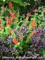 Better Together Herbs Part 1 Basilicum