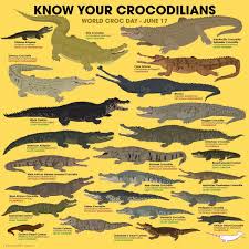 There Are Currently 24 Species In The Order Crocodilia Which Is Divided Into Three Families 1 Croco Prehistoric Animals Saltwater Crocodile Crocodile Species