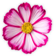 North Western Cosmos Flowers Google Search Birth Flower Tattoos Cosmos Flowers Daffodil Tattoo