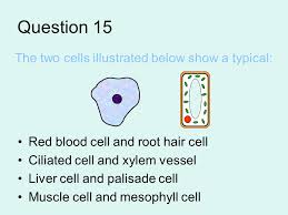 Again, have students label each organelle in the animal cell. Cells Lesson 5 Learning Intentions At The End Of This Lesson All Pupils Will Be Able To List The Differences And Similarities In Cell Structure Between Ppt Download