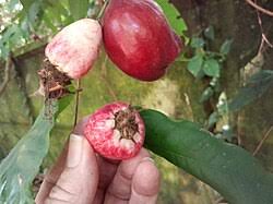 Image result for Syzygium niassense