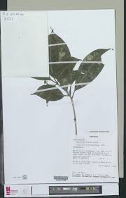 Image result for Lasiodiscus mannii