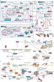 Hypoxia-induced signaling in the cardiovascular system: pathogenesis and  therapeutic targets | Signal Transduction and Targeted Therapy