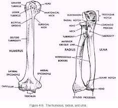 Humerus Radius Ulna Anatomy Radius And Ulna Anatomy Bones Human Anatomy And Physiology