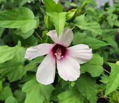 Image result for Hibiscus aponeurus