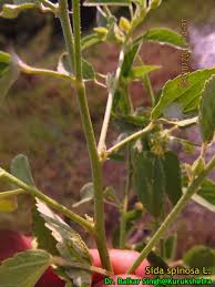 Image result for Sida ovata