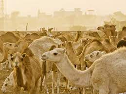 A tree is known by its fruit. 13 Fun Facts About Camels Spana