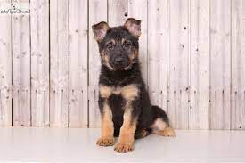 Our mission is to be part of the effort to reduce the number. German Shepherd Puppies For Sale Columbus Ohio Petsidi