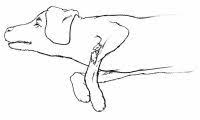 How long does it take for dogs leg to heal? How To Treat A Dog With A Broken Leg How To Give First Aid To Your Dog Tips And Guidelines Howstuffworks