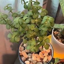 Image result for Crassula sarcocaulis